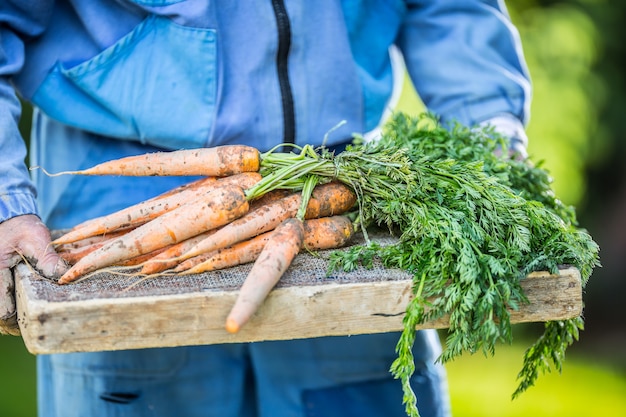 Un agricultor tiene en sus manos zanahorias recién maduradas en el jardín.