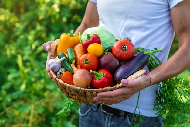 Un agricultor tiene verduras en sus manos. Enfoque selectivo.