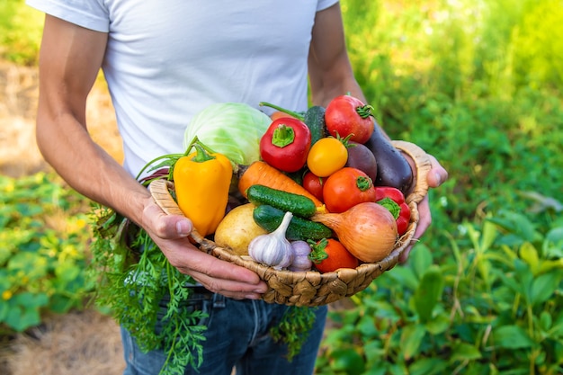 Un agricultor tiene verduras en sus manos. Enfoque selectivo.