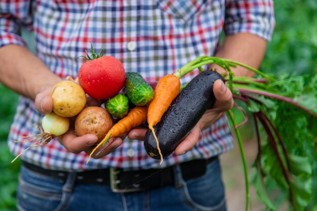 Un agricultor tiene verduras en sus manos en el jardín. Enfoque selectivo. Comida.