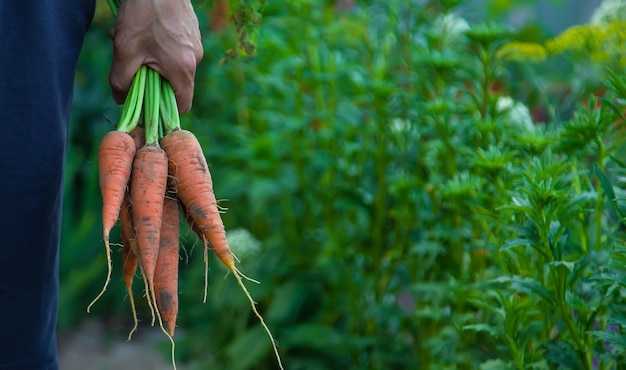 Un agricultor tiene una zanahoria en sus manos. Enfoque selectivo.