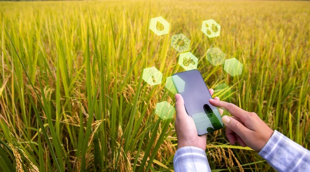 Un agricultor trabaja en campos de arroz con teléfonos inteligentes para garantizar la precisión de los productos agrícolas.