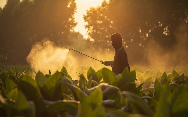 Agricultor trabajando en el campo y rociando químicos o fertilizantes al árbol de tabaco joven al atardecer