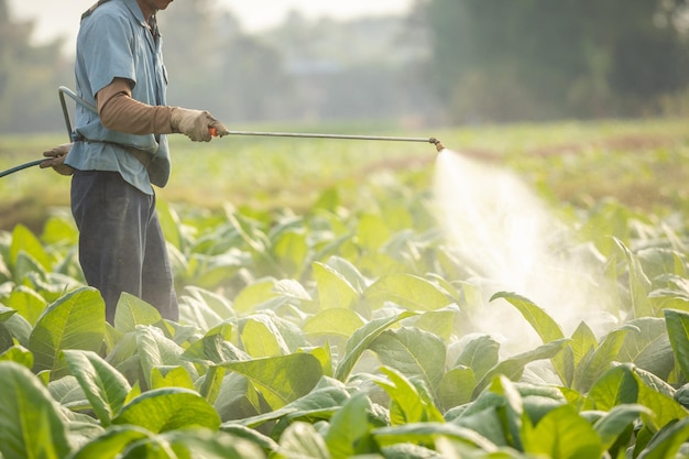 Agricultor trabalhando no campo e pulverizando produtos químicos ou fertilizantes para o jovem tabaco na hora do pôr do sol