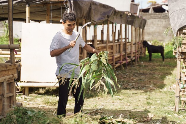 Agricultor tradicional asiático preparando comida para seu animal de fazenda. hora de alimentação de cabras e vacas