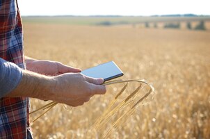 Agricultor usa seu tablet pc pronto para colheita do campo de trigo