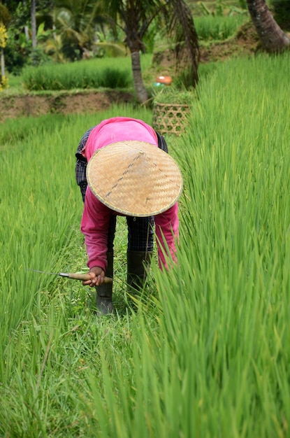 Agricultor usando chapéu de arroz tradicional trabalhando no belo terraço de arroz Jatiluwih em Bali, Indonésia