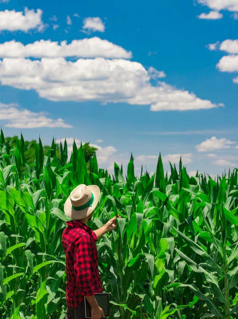 Agricultor usando computador tablet digital em plantação de milho cultivado