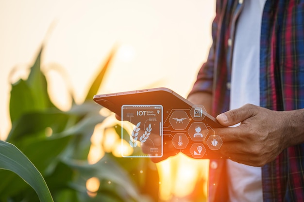 Agricultor usando tablet digital em campo cultivado de milho com ícones de interface de agricultura inteligente e efeito de pôr do sol de reflexo de luz Tecnologia inteligente e nova para o conceito de negócios agrícolas
