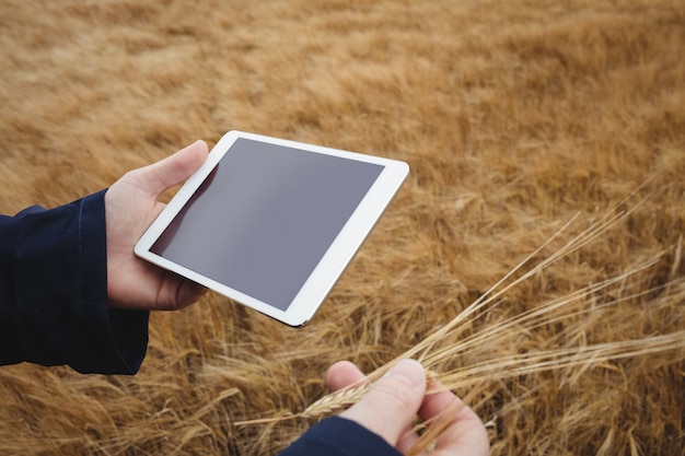 Agricultor usando tablet digital enquanto verifica espigas de trigo