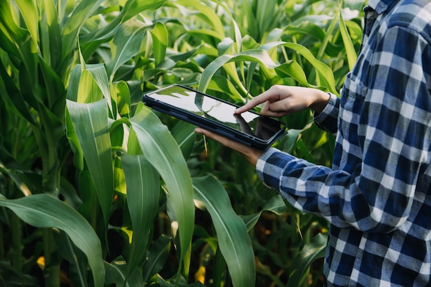 Agricultor utiliza a rede central de dados na Internet do celular para validar teste e selecionar o novo método de cultivo Jovens agricultores e cultivo de tabaco