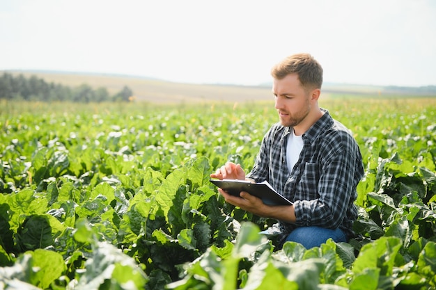 Agricultor verificando a colheita em um campo de beterraba sacarina Conceito agrícola