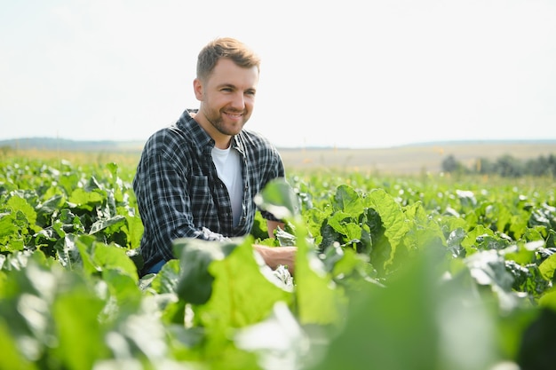 Agricultor verificando a colheita em um campo de beterraba sacarina Conceito agrícola