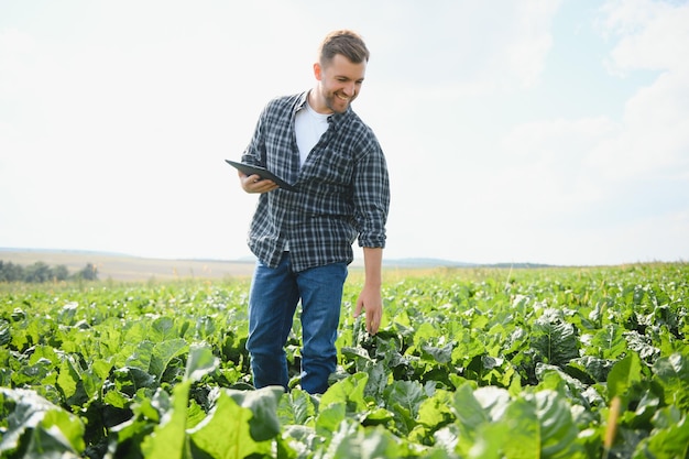 Agricultor verificando a colheita em um campo de beterraba sacarina conceito agrícola