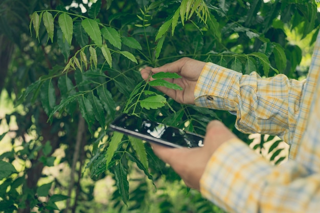 Foto agricultor, verificando a qualidade das árvores no jardim