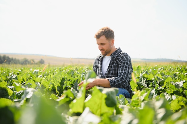 Agricultor verificando a qualidade das beterrabas