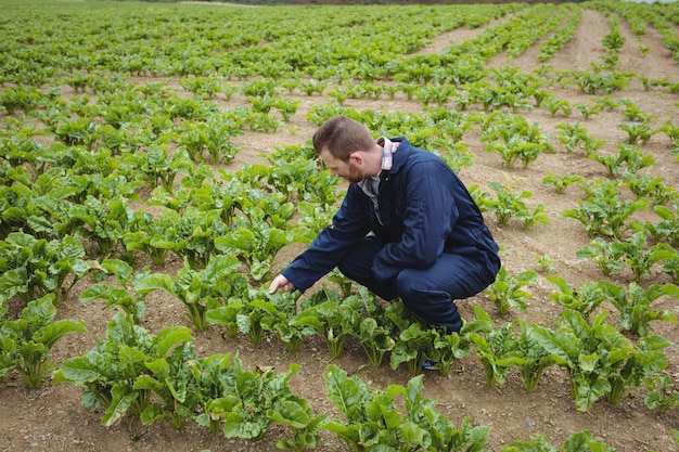 Agricultor, verificando suas colheitas no campo