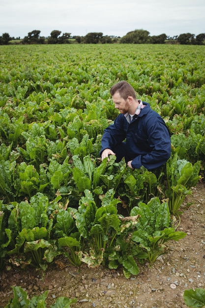 Agricultor, verificando suas colheitas no campo