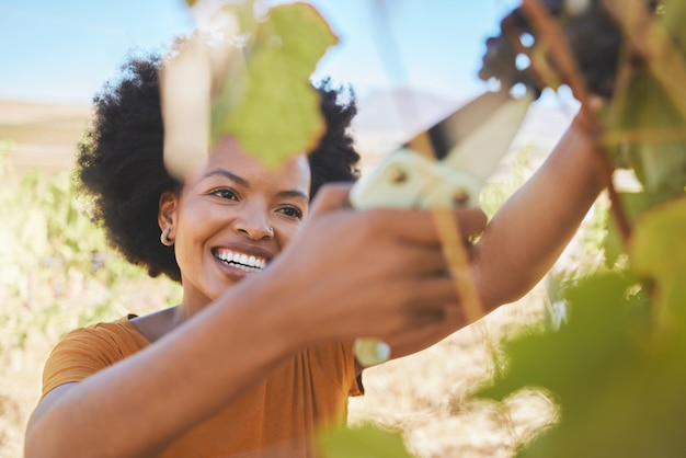 Agricultor de viñedos cortó racimos de uvas de vino de la planta de árboles de vid con tijeras nuevo crecimiento durante la cosecha de la naturaleza del campo Éxito del emprendedor de negocios de inicio en la industria de la sostenibilidad de la agricultura