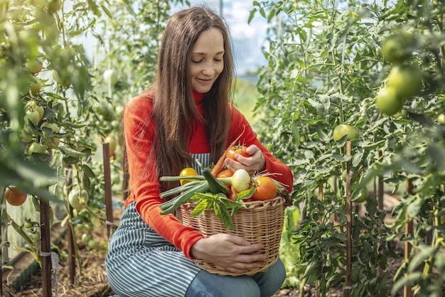 Agricultora agrônoma jovem coleta tomates vegetais frescos em uma estufa Produtos crus orgânicos cultivados em um jardim