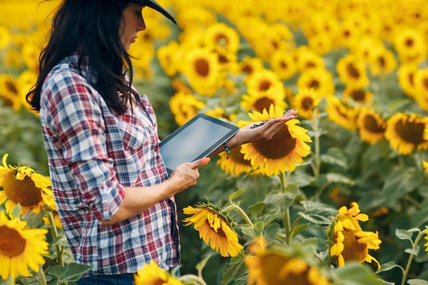 Agricultora agrônoma no campo de girassol com tablet verificando a colheita