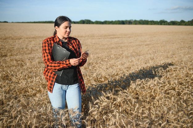 Agricultora analisando a colheita de trigo