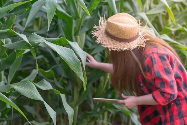 Agricultora asiática alegre en la granja de maíz Verificación del producto agrícola Gente tailandesa Cerca de la temporada de cosecha