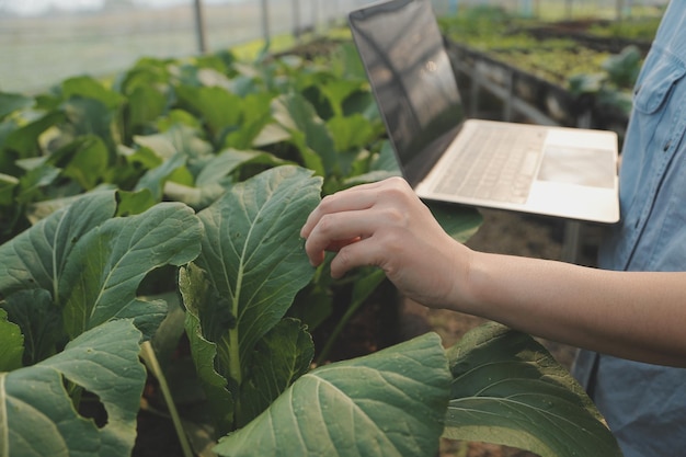 Agricultora asiática usando tablet digital em horta em estufa conceito de tecnologia agrícola de negócios qualidade agricultora inteligente