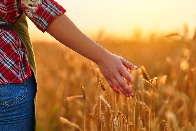 La agricultora camina por un campo amarillo de trigo maduro y toca las espiguillas doradas con su mano al atardecer