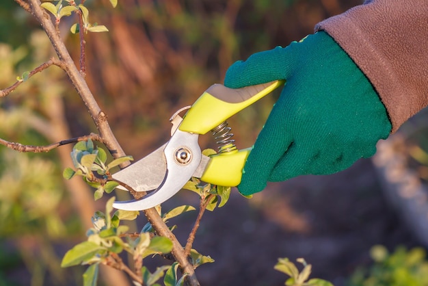 La agricultora cuida el jardín. Poda de primavera de árboles frutales. Mujer con podadora corta las puntas del peral.