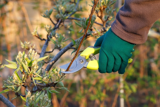 La agricultora cuida el jardín. Poda de primavera de árboles frutales. Mujer con tijeras de podar las puntas del peral