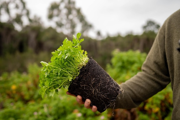 Foto agricultora em um campo agrícola segurando uma planta de salsa na chuva na austrália