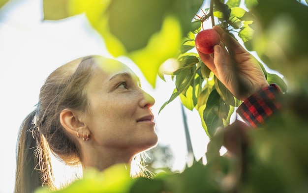 Agricultora está colhendo uma nova safra de maçãs vermelhas orgânicas em seu jardim de outono