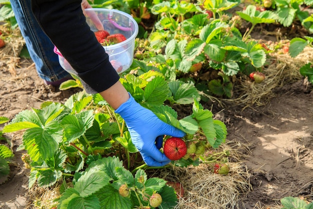 La agricultora está recogiendo fresas rojas maduras en un recipiente de plástico en el jardín