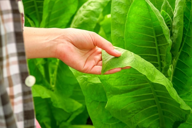 una agricultora inspecciona arbustos de tabaco en una granja de tabaco. concepto de cultivo de tabaco