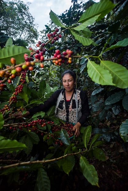 Agricultora latino-americana trabalhando na colheita com suas plantas e secando o café posando