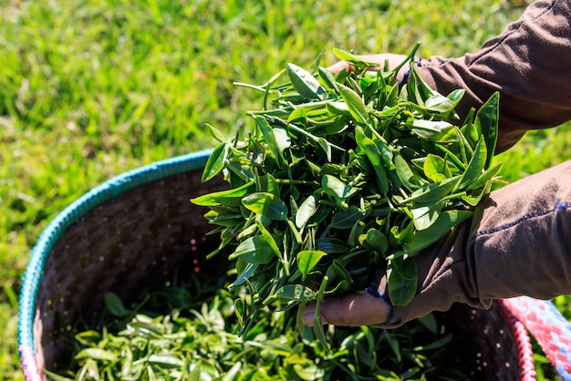 La agricultora muestra hojas frescas de té verde en la mano y en la canasta en la plantación de té