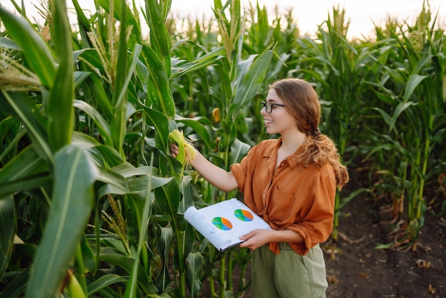 Agricultora no campo inspeciona plantação de milho verde Indústria agrícola Cuidados com a colheita