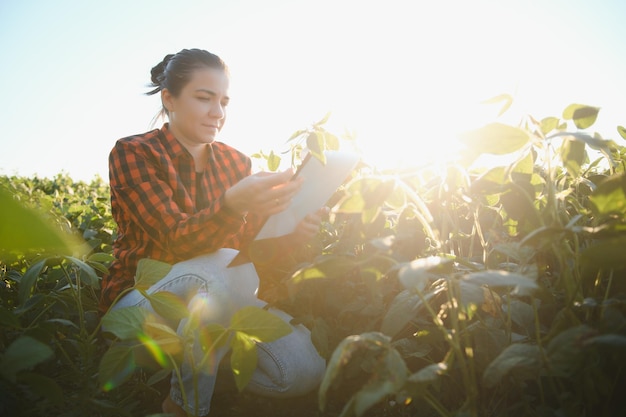 Agricultora ou agrônoma examinando plantas de soja verde em campo