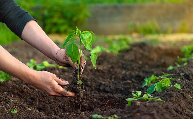 Una agricultora planta pimientos en su jardín Enfoque selectivo