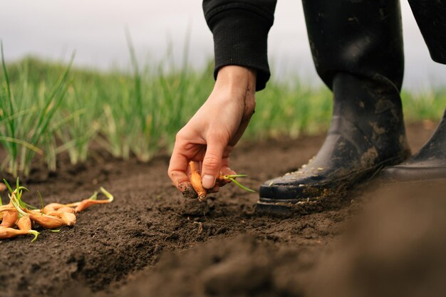 Una agricultora planta una plántula de cebolla en suelo húmedo contra el fondo de vegetación en el jardín