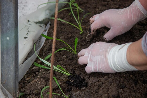 Una agricultora planta plántulas de flores