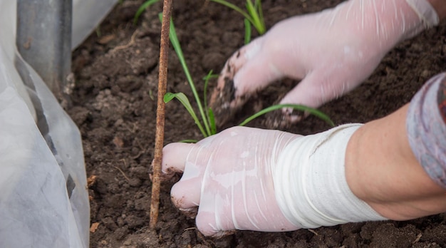 Una agricultora planta plántulas de flores