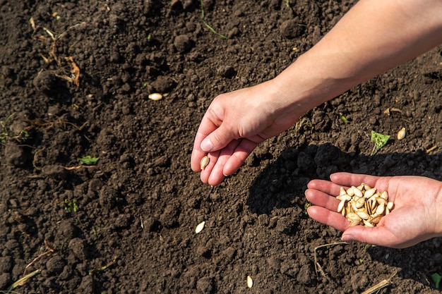 Una agricultora planta semillas en el jardín Enfoque selectivo