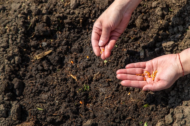 Una agricultora planta semillas en el jardín Enfoque selectivo