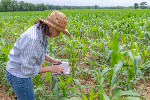 Agricultora que trabalha na fazenda de milho Coletar dados sobre o crescimento de plantas de milho Ela segurando um tablet touch pad