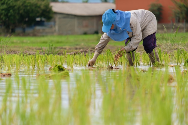 Agricultora con sombrero azul, plantando arroz en un campo de arroz. Las personas con camisas grises de manga larga y guantes de goma están trabajando. Trasplante las plántulas de arroz.