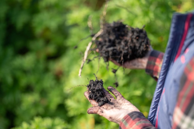 La agricultora sostiene el suelo en las manos monitoreando la salud del suelo en una granja en australia