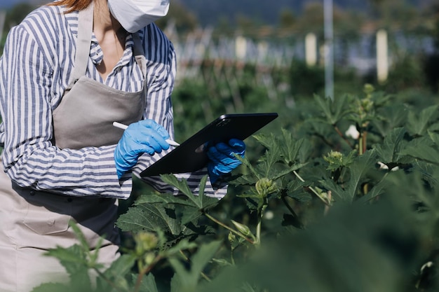 Foto agricultora trabajando temprano en la granja sosteniendo una cesta de madera de verduras frescas y tabletas