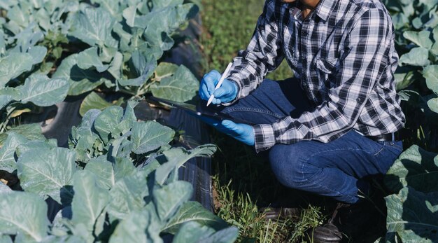 Agricultora trabajando temprano en la granja sosteniendo una cesta de madera de verduras frescas y tabletx9xA